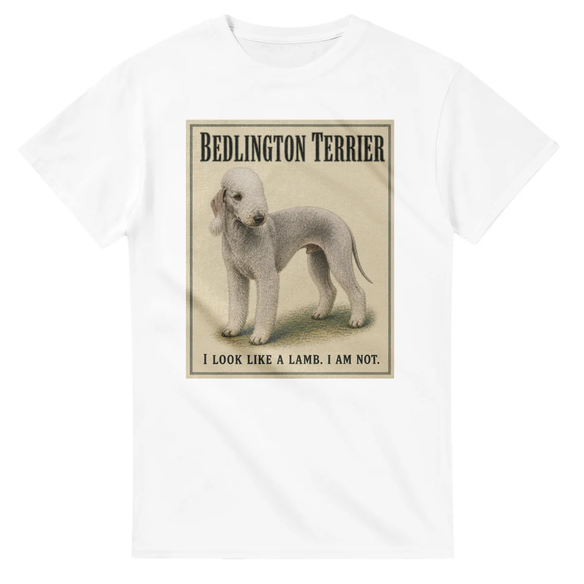 Bedlington Terrier - Well Bred