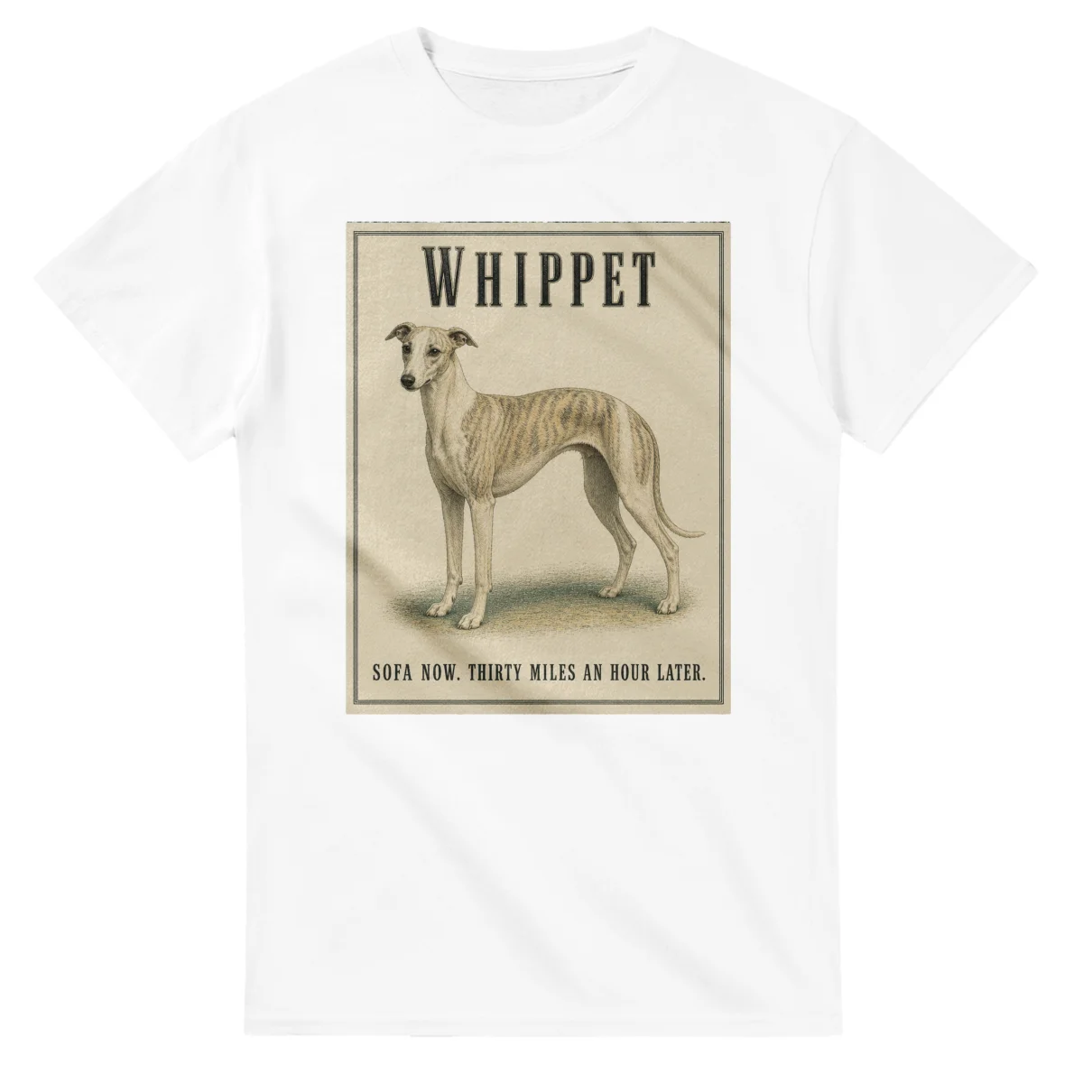 Whippet - Well Bred
