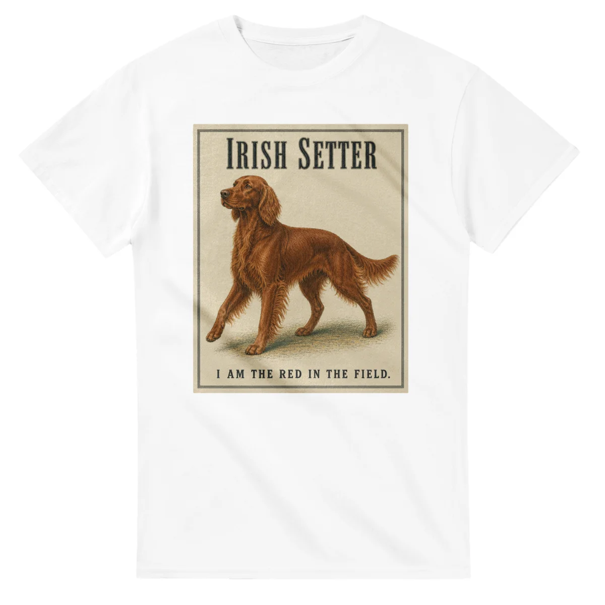 Irish Setter - Well Bred