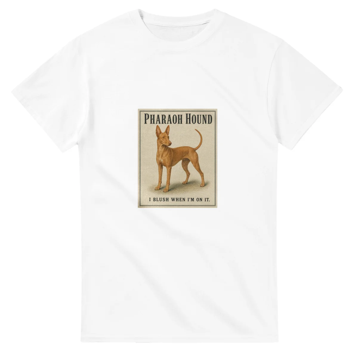 Pharaoh Hound - Well Bred