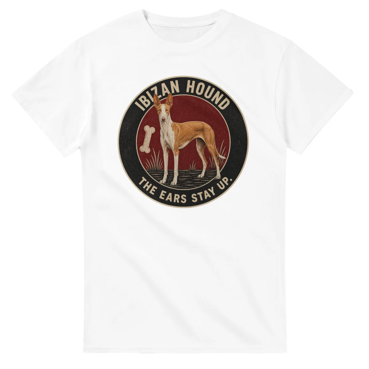 Ibizan Hound - The Ears Stay Up