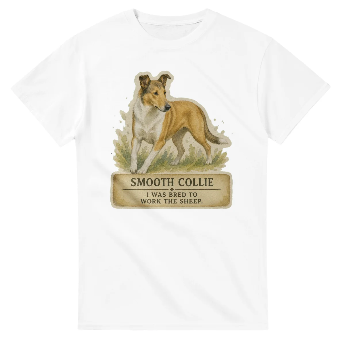 Smooth Collie - Working Roots