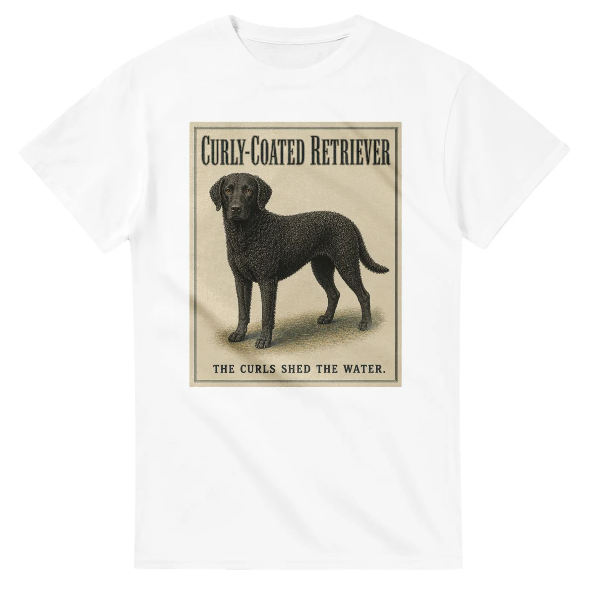 Curly-Coated Retriever - Well Bred