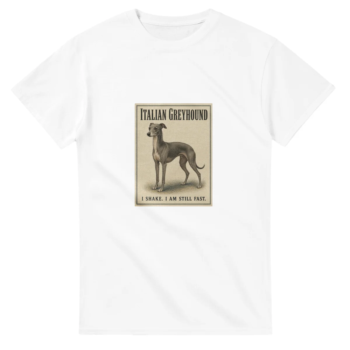 Italian Greyhound - Well Bred