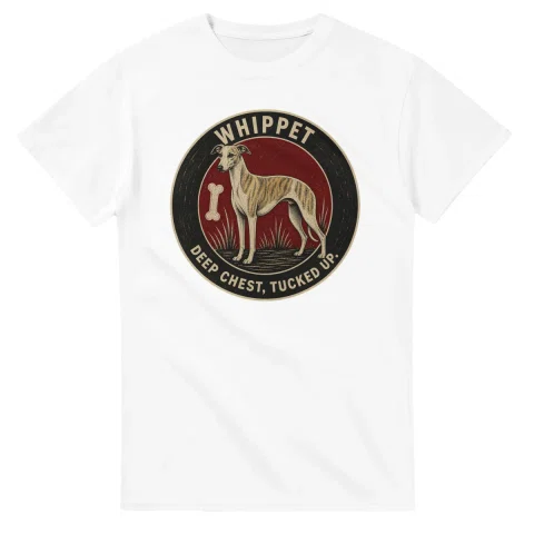 Whippet - Deep Chest, Tucked Up